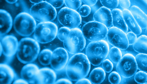 路易泽 没腿没脚，细胞却能在体内游走，靠的都是一种神秘蛋白