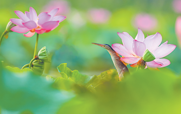 纵信优配 如何拍荷花上的鸟?熟悉鸟类，耐心蹲守